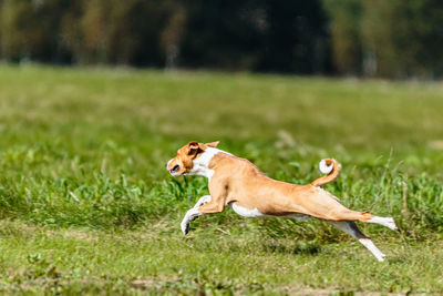 Basenji dog lure coursing competition on green field in summer