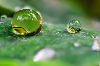 Close-up of water drop on leaf