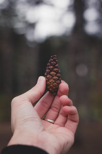 Close-up of woman holding pine cone