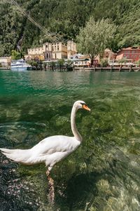 Swan in a lake