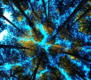 Low angle view of tree against sky