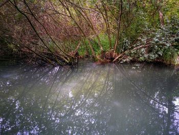 Reflection of trees in water