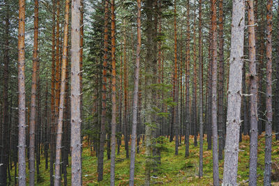 Pine trees in forest