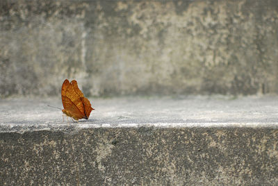 Close-up of dry leaves