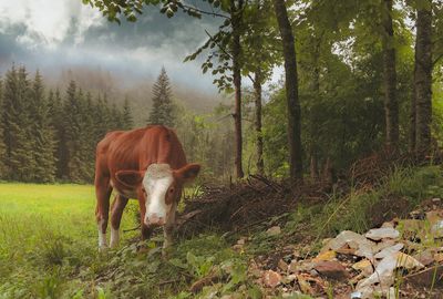 Cow standing in field