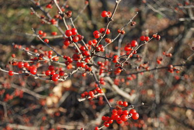 Red berries growing on tree