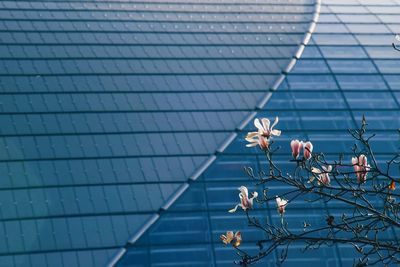 Low angle view of flowering plants