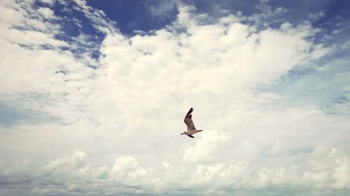 Low angle view of seagull flying against cloudy sky