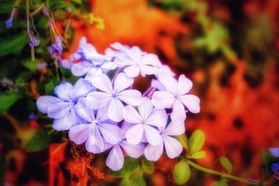 Close-up of flowers blooming outdoors