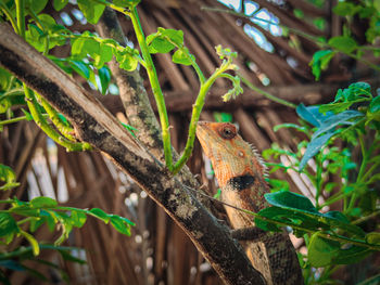 Close-up of a lizard on tree