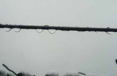 Close-up of wet branches against sky during rainy season