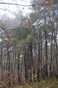 Low angle view of trees in forest