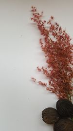 High angle view of plants against white background