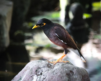 Close-up of bird perching on rock