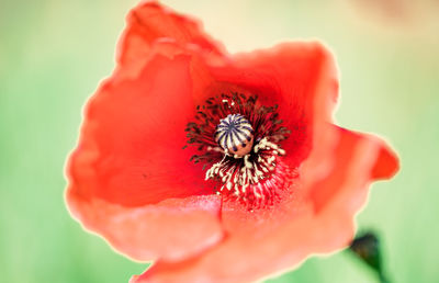 Close-up of red flower