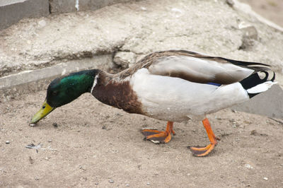 Close-up of bird