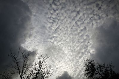 Low angle view of bare trees against sky