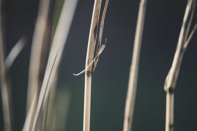 Close-up of spider web on plant