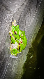 High angle view of green leaf floating on lake