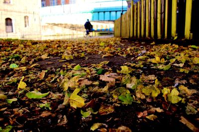 Leaves in autumn leaves