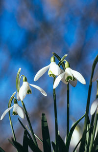 Close-up of white flowering plants