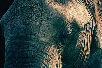 Close-up of elephant in zoo