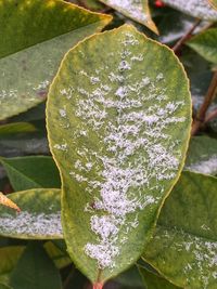 Close-up of wet plant