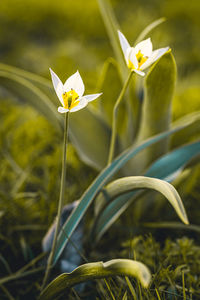 Close-up of white flowering plant