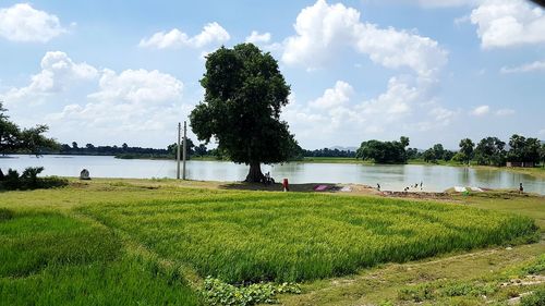 View of trees at lakeshore against cloudy sky