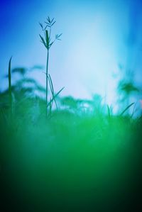 Plants growing on field