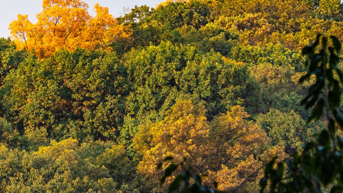 Yellow flowers on tree during autumn