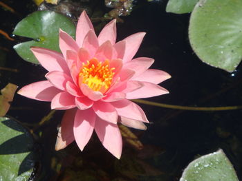 Close-up of lotus water lily