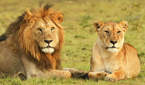 Portrait of lion on field