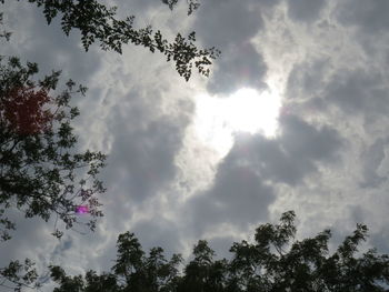 Low angle view of tree against sky