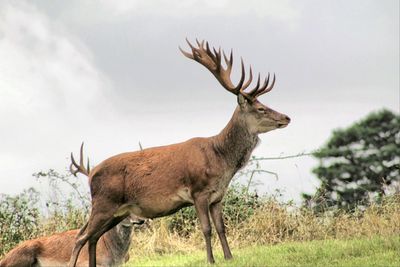 Deer standing in a field