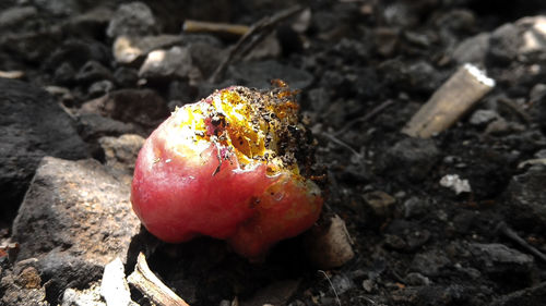High angle view of fruit on rock