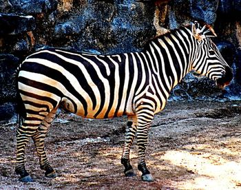 Zebras standing in the forest