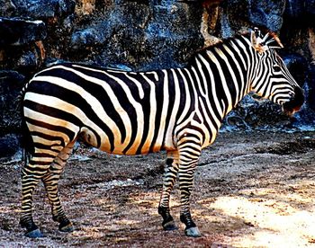 Zebras standing in the forest