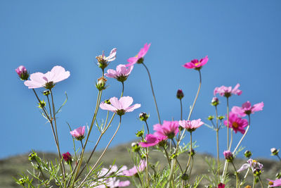 Close-up of pink flowering plants on field against sky