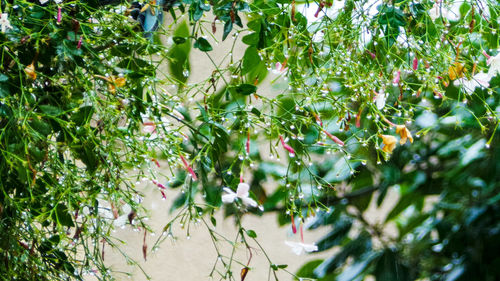 Close-up of leaves on tree