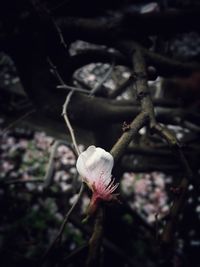 Close-up of flowers against blurred background
