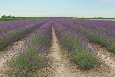 Scenic view of lavender field against sky