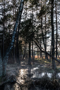 Trees growing in forest