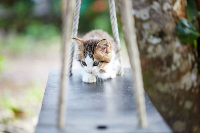 Portrait of kitten on wooden swing