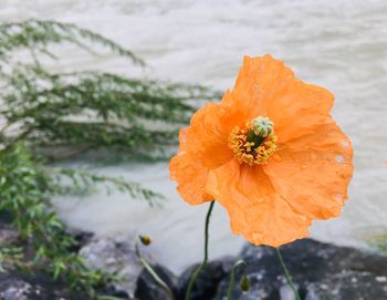 Close-up of orange flower