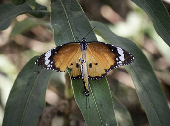 Close-up of butterfly on leaf