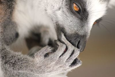 Close-up of lemur looking away