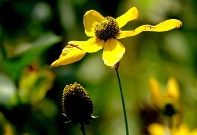 Close-up of yellow flowering plant