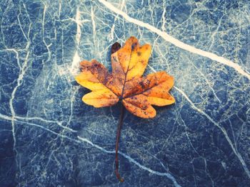 Close-up of maple leaf on branch during autumn