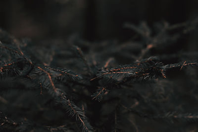 Pine plant with green needles and pine cones in autumn